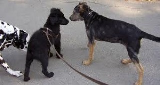 Акция за осиновяването на бездомни кучета стартира в Бургас