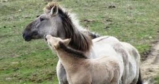 Първите диви коне се родиха в Източните Родопи