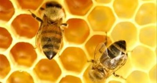 ДФЗ кредитира одобрени проекти по пчеларската програма
