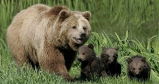 Между 12 000 и 15 000 лв. е годишната издръжка на една мечка в резерват 