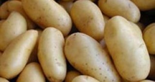 Българските картофопроизводители ще получат 5 млн. лева за инвестиции в сектора