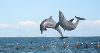 Наредиха проверка по случая с намерените два мъртви делфина край Несебър