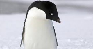 От аквапарк в Австралия похитиха пингвин