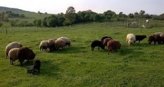 Каракачанската овца е най-древната порода в югоизточната част на Европа