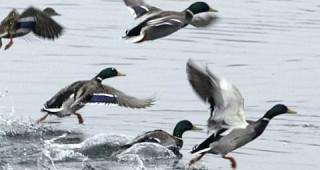 68 вида водолюбиви птици зимуват в Кърджалийска област