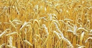 На 6 юни на Чикагската борса започва търговия с фючърси пшеница от Черноморския регион