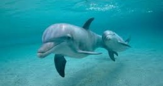 До месец ще започне преброяване на популацията на делфини в Черно море