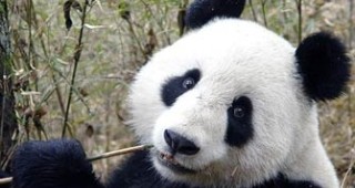 Панда нахапа посетител на пекинския зоопарк