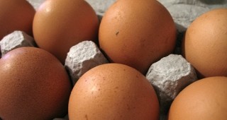 Запазва се тенденцията за поевтиняване на яйцата