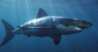 Край бреговете на Египет акулите се завърнаха