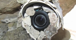 Видеокамера ще следи личния живот на двойка египетски лешояди