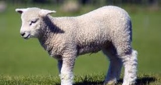 Овцевъдите от област Смолян очакват по-високи изкупни цени на агнетата за Гергьовден