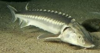 Експерти обсъждат опазването на есетровите риби в Дунав