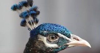Бургазлия е собственик на уникална колекция от екзотични птици