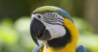 Роди се най-грозният папагал в света