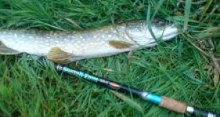 ИАРА: Риболов на бяла риба и щука може да се извършва след 1 май 2012 г.
