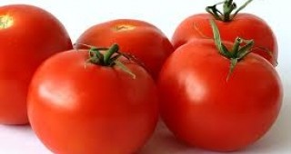 Сертифицирани са 226 тона български домати