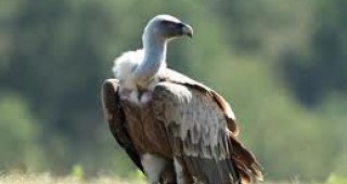 За птиците в Сливенския Балкан ще се грижат еколози и парапланеристи