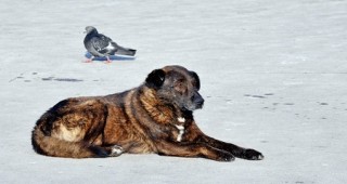 Столичният общински съвет ще обсъди програмата за овладяването на безстопанствените кучета в София