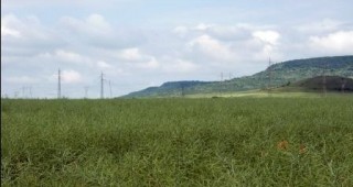 Невярна информация за нивите и пасищата са подали 28% от земеделските стопани в Кърджалийска област