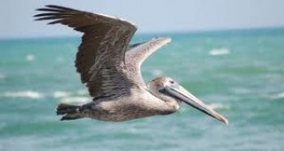 По плажовете на Перу бяха открити мъртви повече от 500 пеликани