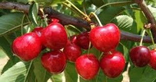 Производителите на плодове трябва да предлагат черешите с дръжки и с големина поне 2 см