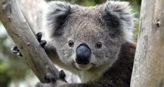 Австралийското правителство обяви коалите за защитен вид