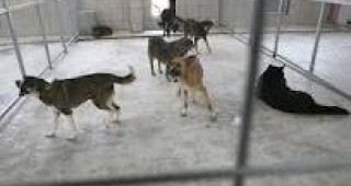 В Казанлък кастрират бездомните кучета