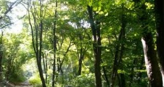 Започна оглед на дърветата в Природен парк Шуменско плато