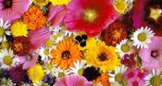 Майски фестивал на цветята във Варна
