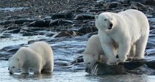 Полярните мечки са способни да преплуват дълги разстояния