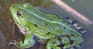 1 милиард жаби се ловят годишно за изяждане
