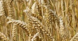 От засетите площи с пшеница 45% са в добро състояние