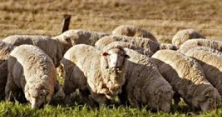 Национален събор по овцевъдство ще се проведе в село Арбанаси