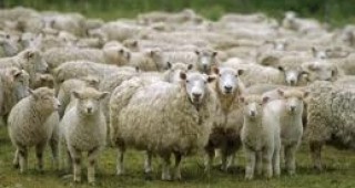 Национален събор по овцевъдство