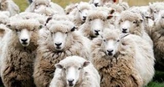 Национален събор по овцевъдство в село Арбанаси