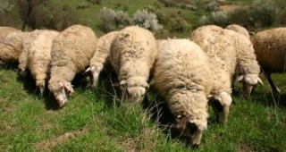 От началото на кризата в Италия е нараснал интересът към овчарството