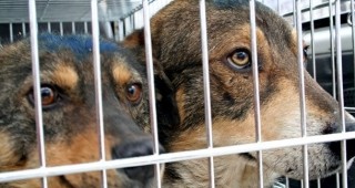 В София започва хайка за залавяне и кастрация на бездомни кучета