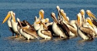Пеликаните, които гнездят в резервата Сребърна