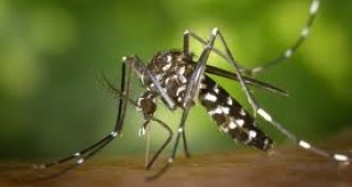 В Добрич обсъдиха дейностите за намаляване на популацията на комари през летния сезон