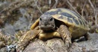 Природозащитници: Не вземайте костенурки от природата