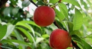 С производители на плодове в Кюстендил ще се срещнат експерти от МЗХ
