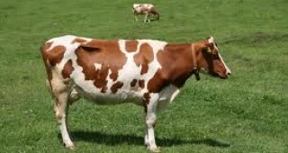 Сриването на изкупната цена на млякото застрашава както оцеляването на говедовъдните ферми, така и опазването на генофонда