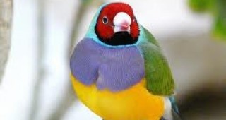 Птиците с разноцветни пера еволюират по-бързо