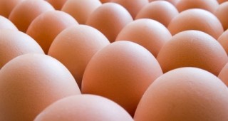 Продължава тенденцията за поевтиняване на яйцата