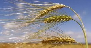 В много добро състояние са около 10-15% от зърнените култури в Бургаска област