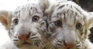 Зоопаркът в Ялта има нова придобивка – новородени бели бенгалски тигърчета