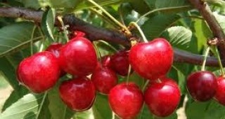 Експерти от МЗХ ще се срещнат с производители на плодове в Кюстендил