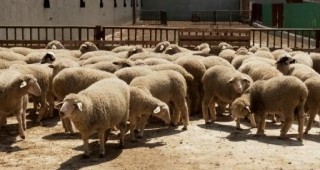 Пазарите в Европа и Турция са шанс за българските овцевъди