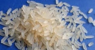Японски изследователи създадоха устойчив на солена вода ориз